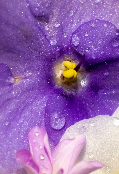 Een Bloem Zwemt Het Water Water Druppels Een Mooie Bloem — Stockfoto