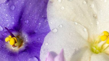 Su güzel bir çiçeğe damlıyor, taç yaprağı, mor çiçek beyaz makroyla, yakın plan.
