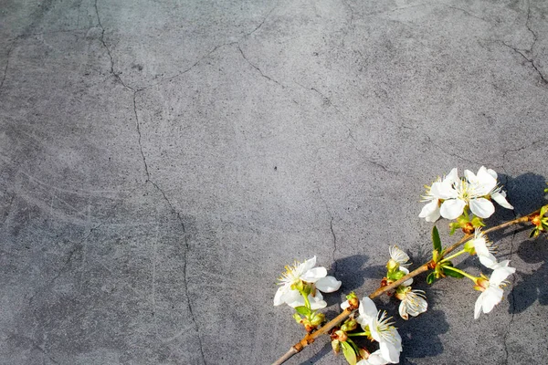 Fond avec des branches de cerisier en fleurs. fleurs de cerisier sur une table en béton foncé. pose plate avec place pour le texte — Photo