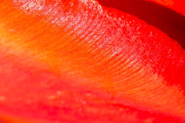 Pétala de uma tulipa vermelha close-up. Textura macro natural. Fundo natural vermelho . — Fotografia de Stock