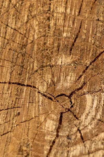 Φυσικό Υπόβαθρο Υφή Cutaway Δέντρο Ετήσια Δαχτυλίδια Ένα Παλιό Δέντρο — Φωτογραφία Αρχείου