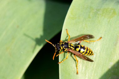 A European yellow-black wasp sits on the edge of a green leaf. View from above. Also known as Yellowjacket. clipart