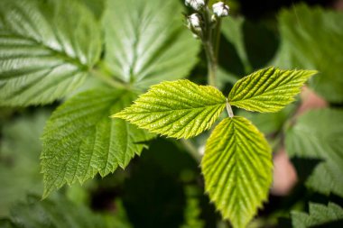 Baharda doğal arkaplan ahududu yaprakları. Taze ahududu filizi. Bahçedeki ahududu çalıları. Bir şube üst görüntüsünde 3 yaprak yakın plan.