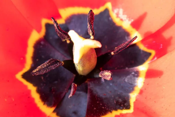 マクロ写真 赤オレンジ色のチューリップの小花と雄蕊のクローズアップ トップビュー — ストック写真