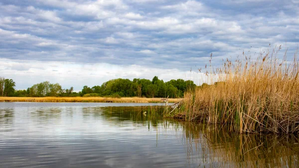 Beautiful landscape with a large lake overgrown with yellow reeds on a cloudy day with heavy blue clouds on a spring day.