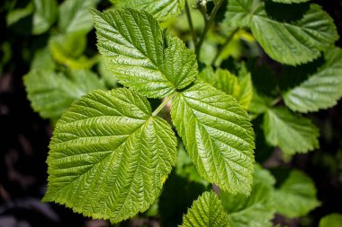 Baharda doğal arkaplan ahududu yaprakları. Taze ahududu filizi. Bahçedeki ahududu çalıları. Bir şube üst görüntüsünde 3 yaprak yakın plan.