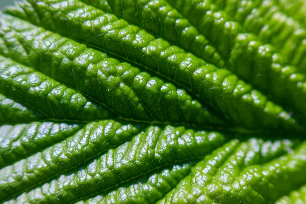 Grüne Himbeerblatt Textur Hintergrund Makrofoto Natürlicher Hintergrund — Stockfoto