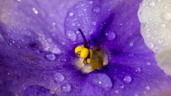 Fiore Nuota Nell Acqua Gocce Acqua Bel Fiore Petalo Fiore — Foto Stock