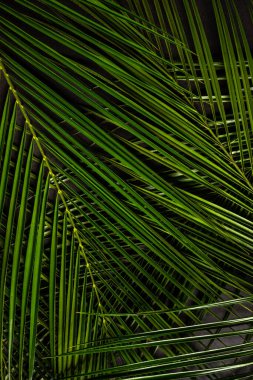 egzotik yapraklı yeşil arkaplan