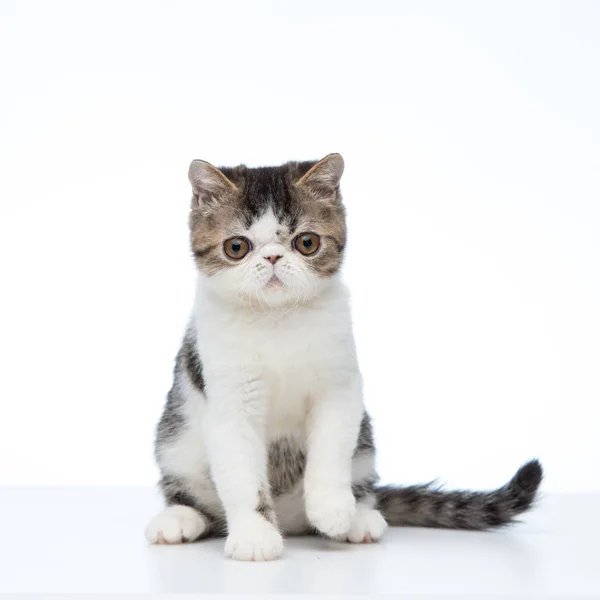 Cute exotic kitten isolated — Stock Photo, Image