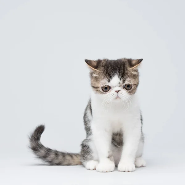 İzole şirin egzotik kedi yavrusu — Stok fotoğraf