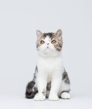 İzole şirin egzotik kedi yavrusu