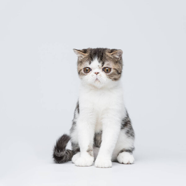Cute exotic kitten isolated