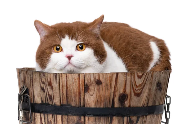 Seltene Farbe Britische Katze Sitzt Einem Hölzernen Eimer Isoliert Auf Stockbild