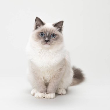 Kameraya bakan sevimli bir oyuncak bebek yavrusu. Stüdyo çekimi. Katı beyaz arkaplan.