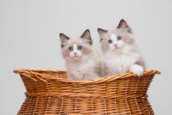 Playful ragdoll kittens in a basket. Studio shot. Solid off white background.