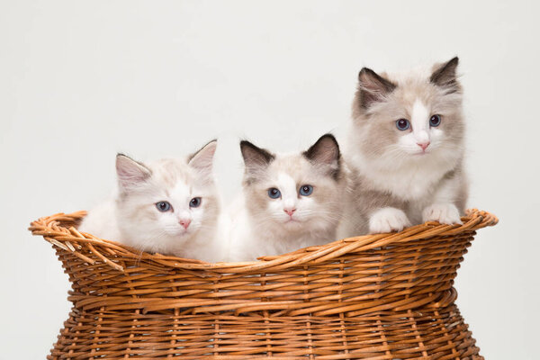 Four cute ragdoll kittens in a basket. Studio shot. Solid off white background.