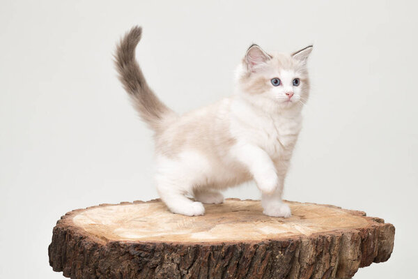 A playful ragdoll kitten on a tree cut off. Studio shot. Solid off white background.