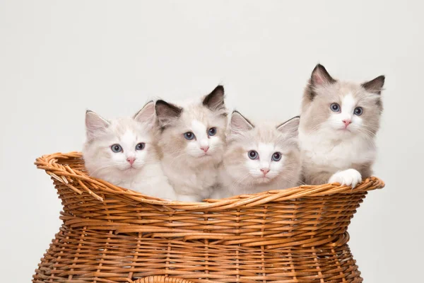 Vier Niedliche Stoffpuppen Kätzchen Einem Korb Studioaufnahmen Solider Weißer Hintergrund lizenzfreie Stockbilder