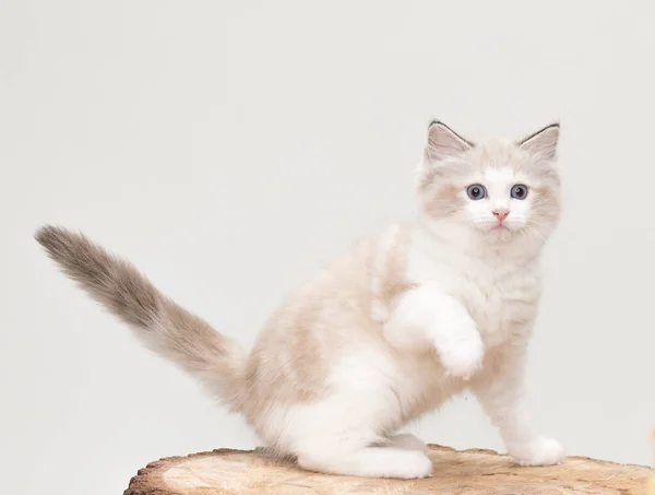 Ağacın Üzerinde Kesilmiş Oyuncak Bir Kedi Yavrusu Stüdyo Çekimi Katı Telifsiz Stok Imajlar
