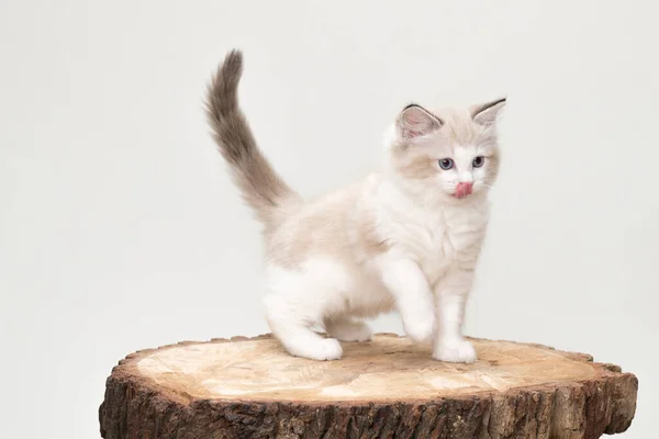 Ağacın Üstünde Dili Kesilmiş Oyuncak Bir Kedi Yavrusu Stüdyo Çekimi - Stok İmaj