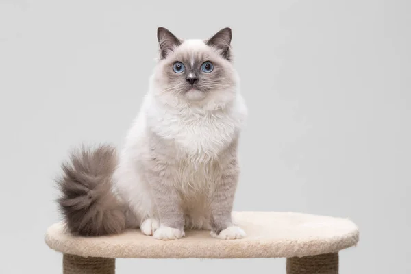 Gorgeous Ragdoll Cat Curly Tail Sitting Top Climbing Frame Looking — Stock Photo, Image