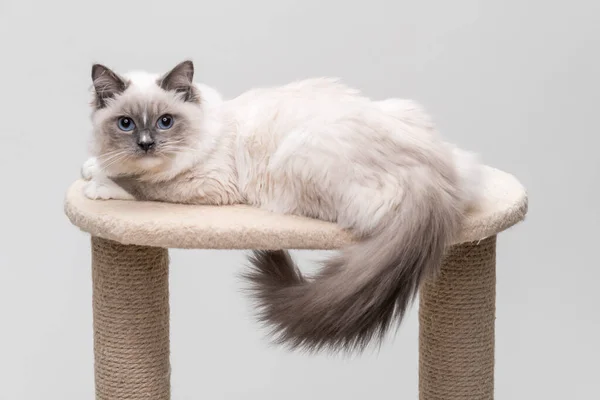 Prachtige Ragdoll Kat Met Een Krullende Staart Liggend Een Klimrek — Stockfoto