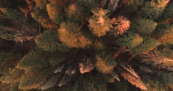 Voo sobre o Parque Nacional Sequoia. Nascer do sol. Pôr do sol. O primeiro vídeo dos dois. Um drone. 4K. Nov 2017 — Vídeo de Stock