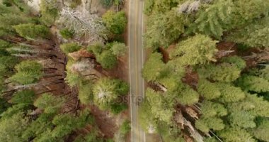 Uçuş Sequoia Ulusal Parkı'nda yol üzerinde. Güneş doğuyor. Gün batımı. Dron. 4 k. Kasım 2017