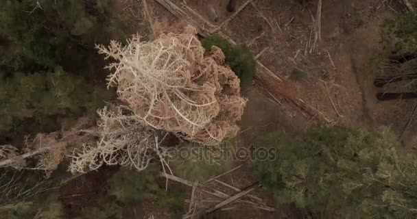 Vuelo sobre el Parque Nacional Sequoia. Amanecer. Puesta de sol. Drone. 4K. Nov 2017 — Vídeo de stock