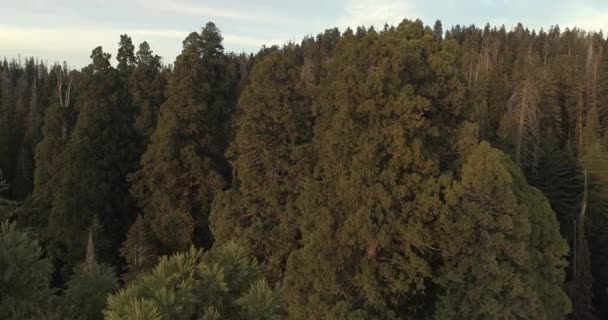 Flug über den Mammutbaum-Nationalpark. Sonnenaufgang. Sonnenuntergang. das erste Video der beiden. 4k. November 2017 — Stockvideo