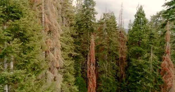 Vlucht over het Sequoia National Park. Sunrise. Zonsondergang. De eerste video van de twee. Drone. 4 k. november 2017 — Stockvideo