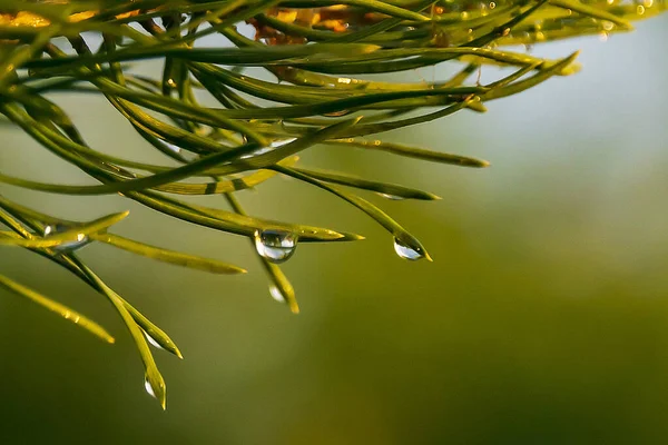 Närbild Vatten Droppe Nålar Barrträd Efter Regn — Stockfoto
