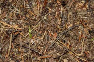 Karınca yuvası dokusu, üst manzara. Ormanda.