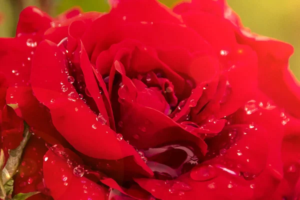 Czerwona Róża Krople Rosy Zbliżyć Płatki — Zdjęcie stockowe