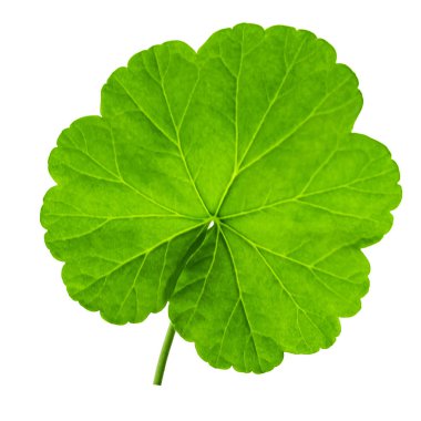 sardunya yaprağı izole edilmiş yeşil yakın plan