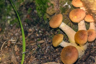 Mantarlar balçığı gibi yetişir.