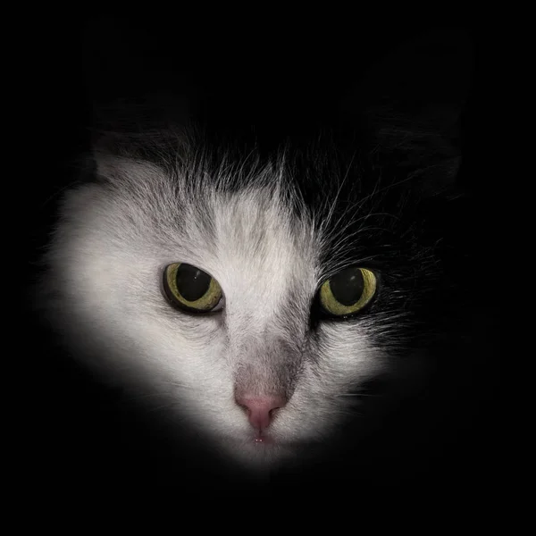 Faccia Gatto Nel Nero Bianco Scuro — Foto Stock