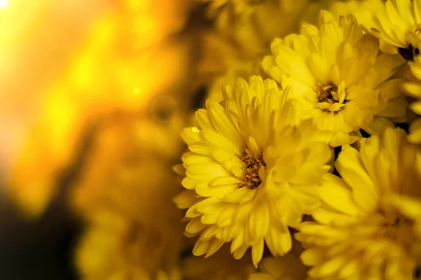 Muitas Flores Amarelas Redondas Muitas Pétalas Closeup — Fotografia de Stock