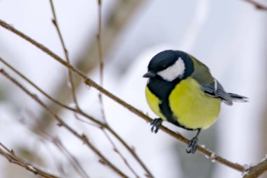 Karda iğneli dallar, karları kaplıyor.