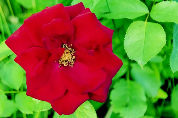 Rosa Roja Primer Plano Pétalos Vista Superior — Foto de Stock