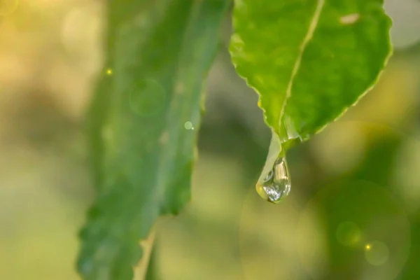 Uma Gota Água Uma Folha Verde Pôr Sol — Fotografia de Stock