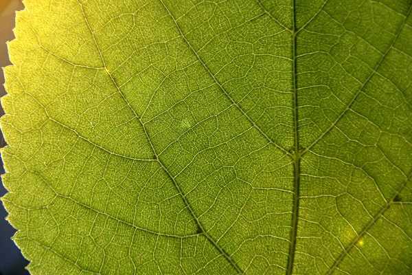 Green Leaf Macro Visible Veins Closeup — ストック写真
