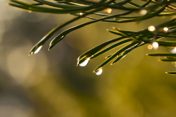 Perto Gota Água Agulhas Árvore Conífera Após Chuva — Fotografia de Stock