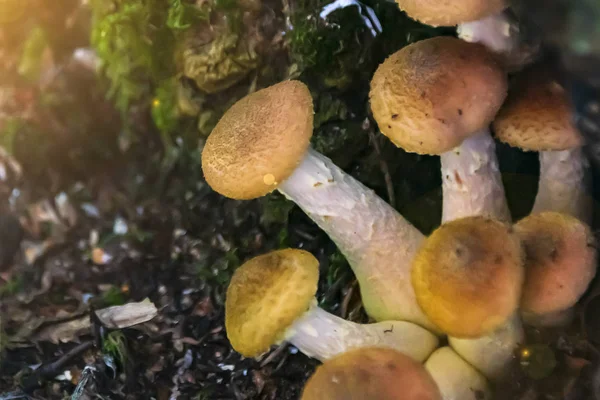 Mushrooms Honeydew Grow Bunch Close — Stock Photo, Image