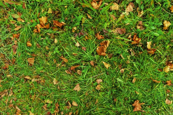 Green Grass Autumn Leaves Top View — ストック写真