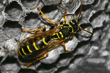 Eşek arısı kovanının üst görüntüsü