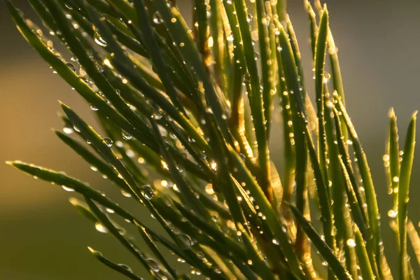 Nahaufnahme Von Wassertropfen Auf Nadeln Von Nadelbäumen Nach Regen — Stockfoto