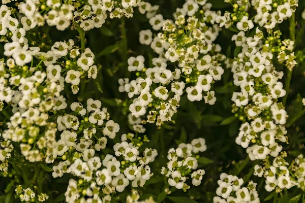 Velmi Mnoho Malých Bílých Květin Horní Pohled — Stock fotografie