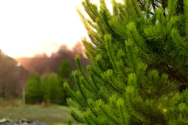 Groene Dennentakken Het Licht Van Zon Met Een Oranje Tint — Stockfoto